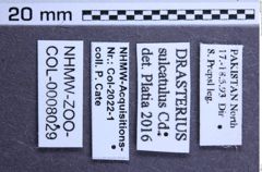 Etiketten zu Drasterius sulcatulus (Candèze, 1859) (NHMW-ZOO-COL-0008029)